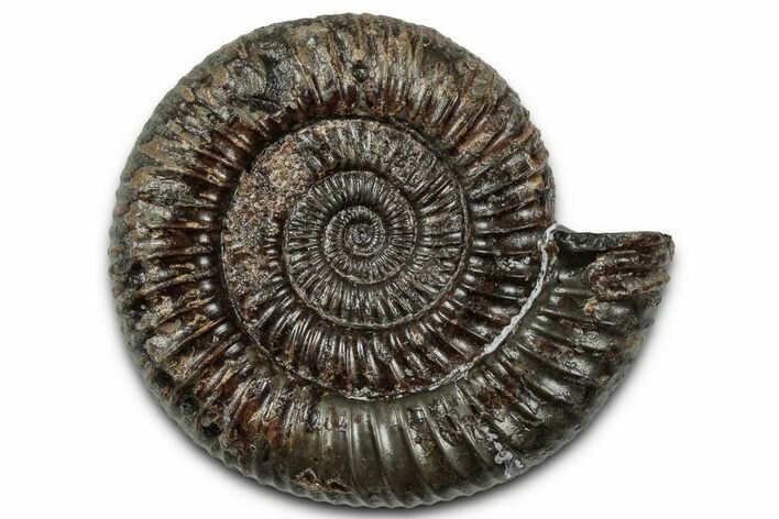Jurassic Ammonite (Dactylioceras) Fossil - England #351302